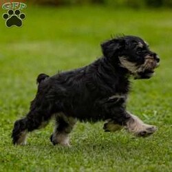Paige/Miniature Schnauzer									Puppy/Female	/17 Weeks,Are you ready to welcome an adorable bundle of fur into your life? Look no further, because we’ve got the cutest Miniature Schnauzer puppy just waiting to steal your heart.