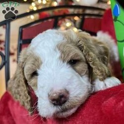 Steve Earl/Standard Poodle									Puppy/Male	/6 Weeks,Steve is a white and red parti poodle.  He is 6 weeks old and has been wormed twice and will receive his first shots next week.  He is being raised in our home and has been socialized with family.  He is ready to be AKC registered when in his forever home. He is eating kibble and still being nursed by his mother.  He will be ready for pick up after 12/8/23. 