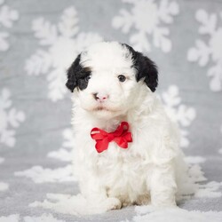 Elam/Mini Sheepadoodle									Puppy/Male	/5 Weeks,Elam is an adorable Mini Sheepadoodle who is sure to steal your heart with his sweet and endearing personality. This charming pup has been raised in a loving family environment, ensuring he’s well-socialized and ready to become a cherished member of your family. Elam comes equipped with a microchip for added security and peace of mind, and he’s also up to date on all his vaccines and dewormer treatments, prioritizing his health and well-being.