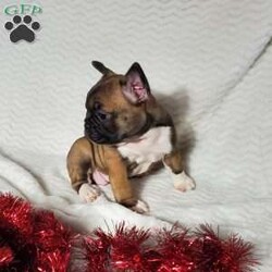 Ivory/Frenchton									Puppy/Female	/7 Weeks,Ivory is a very lively  and friendly  puppy, she is well socialized  with children. Please  watch my video below 