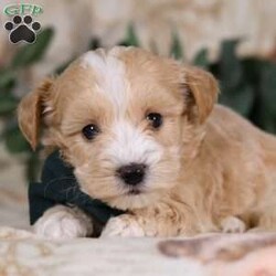 Jakobi/Coton de Tulear Mix									Puppy/Male	/7 Weeks,Jakobi is an adorable Coton-Poo baby, and he specializes in snuggle time! This sweet pup loves his people and will never leave your side. Playtime is no joke to him, and he will always find a way to make you smile with his cute puppy antics. He is a delightful mix of charm and playfulness:) Don’t miss out on the opportunity to make him yours today!