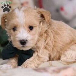 Jakobi/Coton de Tulear Mix									Puppy/Male	/7 Weeks,Jakobi is an adorable Coton-Poo baby, and he specializes in snuggle time! This sweet pup loves his people and will never leave your side. Playtime is no joke to him, and he will always find a way to make you smile with his cute puppy antics. He is a delightful mix of charm and playfulness:) Don’t miss out on the opportunity to make him yours today!