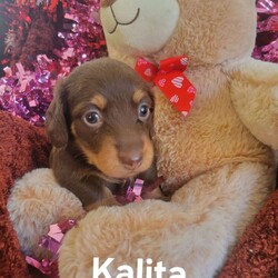 Kalita/Dachshund									Puppy/Female	/7 Weeks,Kalita is not only adorable she is loving and playful. She is guaranteed to make you smile time and time again. She enjoys snuggling, playing with her siblings and her mom. She is long haired and hardly sheds. Her short statue and easy going personality makes her a perfect fit for anyone. Kalita is well socialized with kids and other dogs. 