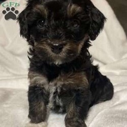 Kierra/Miniature Poodle									Puppy/Female	/December 27th, 2023,Kierra has beautiful tricolor phantom markings! She is petite and sweet!! She is being raised in our family room with lots of snuggles and attention!! She is working at paper training! We expect her to be 10-13lbs full grown! ICA registered! 