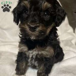 Kierra/Miniature Poodle									Puppy/Female	/December 27th, 2023,Kierra has beautiful tricolor phantom markings! She is petite and sweet!! She is being raised in our family room with lots of snuggles and attention!! She is working at paper training! We expect her to be 10-13lbs full grown! ICA registered! 