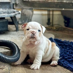 Blakley/English Bulldog									Puppy/Male	/7 Weeks,Come and meet Blakley he is such a sweet boy! Loves loves loves to cuddle and give kisses. He’d rather sit on your lap being pet then anything else. His father is from the famous cowboy line. He is a rope nose which means that fat bubble above his nose will stay forever. He also has beautiful blue eyes that will stay blue. He is a gorgeous red Merle. If you’d like to meet him or arrange transport please text me if I miss your call and I’ll call you back as soon as I can. Have a blessed day 