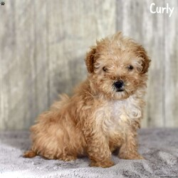 Curly/Toy Poodle									Puppy/Male	/10 Weeks,Meet Curly, an adorable Toy Poodle puppy ready to steal your heart. This little furball is not only charming but comes with assurance – microchipped, vet-checked, and up-to-date on vaccines. Curly is the epitome of health and is proudly registered with the American Canine Association (ACA). His petite size mirrors his mom, Jasmin, who weighs a dainty 7 pounds.Curly’s bright eyes and curly coat make him an irresistible companion for those seeking a loving and well-cared-for furry friend. Bring home this bundle of joy, and watch as Curly fills your days with boundless energy, loyalty, and endless cuddles.