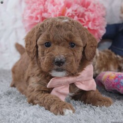 Janisa/Mini Goldendoodle									Puppy/Female	/6 Weeks,To contact the breeder about this puppy, click on the “View Breeder Info” tab above.