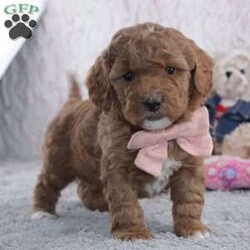 Janisa/Mini Goldendoodle									Puppy/Female	/6 Weeks,To contact the breeder about this puppy, click on the “View Breeder Info” tab above.