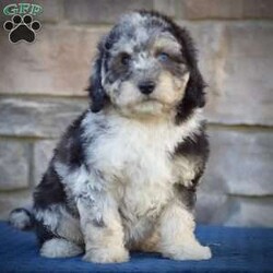 Skye/Mini Goldendoodle									Puppy/Female	/11 Weeks,Skye is a rare blue Merle Phantom mini Goldendoodle. She is stunning and perfect in every way with lots of Beautiful color. She will be sure to turn every head wherever you take him and will certainly brighten your 2024 and many years beyond!