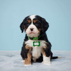 Trixie/Miniature Bernese Mountain Dog									Puppy/Female	/8 Weeks,Meet Trixie, the adorable Mini Bernese Mountain Dog with a heart full of love, just waiting for her forever home! Trixie is as sweet as they come, with a wagging tail and a happy grin that will melt your heart. She’s been well-socialized, meaning she’s great with other pets and people alike. Plus, she’s already had her check-up at the vet and is all set with her vaccines and dewormer, so you can rest easy knowing she’s healthy and happy. Trixie isn’t just a pet; she’s a friend, a cuddle buddy, and a loyal companion all rolled into one furry package. If you’re looking for a furry friend to brighten your days and fill your life with love, look no further than Trixie. Come meet her today and see why she’s sure to steal your heart!