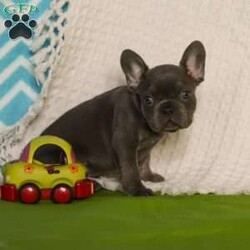 Tucker/Frenchton									Puppy/Male	/9 Weeks,Meet the cutest puppy named Tucker! He is a sturdy little Frenchton puppy that has inherited some of the best qualities from both of his parents. Frenchtons are playful, outgoing, and love to be the center of attention. He will be sure to greet you with lots of puppy kisses and with his cute little puppy-dog face you won’t be able to resist him:) We give all of our puppies lots of attention and care so they can mature with confidence, he will be sure adapt to your family in no time!