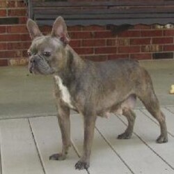 Tucker/Frenchton									Puppy/Male	/9 Weeks,Meet the cutest puppy named Tucker! He is a sturdy little Frenchton puppy that has inherited some of the best qualities from both of his parents. Frenchtons are playful, outgoing, and love to be the center of attention. He will be sure to greet you with lots of puppy kisses and with his cute little puppy-dog face you won’t be able to resist him:) We give all of our puppies lots of attention and care so they can mature with confidence, he will be sure adapt to your family in no time!