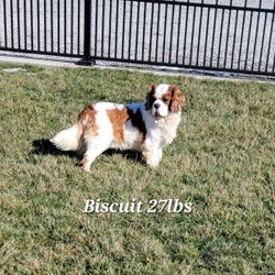 Maverick/Cavalier King Charles Spaniel									Puppy/Male	/6 Weeks,AKC registered / Genetically tested Parents – Happy and healthy – Cavalier King Charles – Up to date on and deworming – Microchipped – 6 month health/1 year genetic guarantees(1yr/2yr if you remain on recommended food)- Full vet examination Call/text/email to schedule a time to come out and visit. We can ship to you, or can meet you at our airport. We can also meet in between if a reasonable distance.