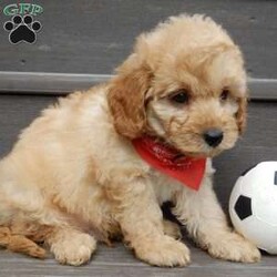 Boomer/Cavapoo									Puppy/Male	/8 Weeks,Look what you just found!! The sweetest little f1b cavapoo face you have ever seen…My name is Boomer and I would love to come home with you! I am sure with one look into my warm, sweet eyes and I’ll be sure I will have captured your heart already! I am very happy, playful and very kid friendly! I stand out above the rest with my beautiful fluffy apricot colored coat!!!  Full of personality and always ready to give amazing puppy kisses, I would love to fill your home with all of my puppy love! I have been vet checked, microchipped and I am up to date on vaccinations and dewormings and I will also come with a 1-year guarantee (extendable to 3 years) Shipping is available! My mother is Molly, our sweet 13# cavapoo with a heart of gold and my father is Boone, a 9# blue merle mini poodle and he has been genetically tested!! That makes me an F1b cavapoo and I will grow to approx. 10-12# and I will be hypoallergenic and nonshedding! !!… Why wait when you know I am meant to be yours? Call or text Martha to make me the newest addition to your family and get ready to spend a lifetime of tail wagging fun!   (7% sales tax on in home pickups) 