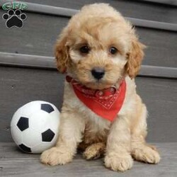 Boomer/Cavapoo									Puppy/Male	/8 Weeks,Look what you just found!! The sweetest little f1b cavapoo face you have ever seen…My name is Boomer and I would love to come home with you! I am sure with one look into my warm, sweet eyes and I’ll be sure I will have captured your heart already! I am very happy, playful and very kid friendly! I stand out above the rest with my beautiful fluffy apricot colored coat!!!  Full of personality and always ready to give amazing puppy kisses, I would love to fill your home with all of my puppy love! I have been vet checked, microchipped and I am up to date on vaccinations and dewormings and I will also come with a 1-year guarantee (extendable to 3 years) Shipping is available! My mother is Molly, our sweet 13# cavapoo with a heart of gold and my father is Boone, a 9# blue merle mini poodle and he has been genetically tested!! That makes me an F1b cavapoo and I will grow to approx. 10-12# and I will be hypoallergenic and nonshedding! !!… Why wait when you know I am meant to be yours? Call or text Martha to make me the newest addition to your family and get ready to spend a lifetime of tail wagging fun!   (7% sales tax on in home pickups) 