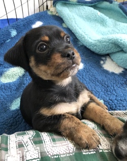 Adopt a dog:Phineas/Terrier/Male/Baby,Darling little Phineas is now just a bit over 8wks old and weighs almost 4lbs.  We expect him to be between 10-12lbs when full grown.  His mama (pictured) is a 12lb terrier mix. Phineas  is a loving, laidback puppy.  He joins any group for fun play and when he’s tired, he’ll go off to find a comfy place to rest on his own.  He seeks out affection and petting from people and will communicate with puppy noises to let his humans know he wants to be picked up.  He is a gentle tempered boy that would do great with another small easy going, playful dog in the home.  He loves to explore and learn new things so a yard for him to play in and lots of training games will be a must for this darling boy.  Because he’s so tiny, kids must be over 10yrs old.  At this age he should not be left alone for more than 4-5hr intervals. 


