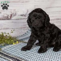 Tanisha/Cavapoo									Puppy/Female	/19 Weeks,Show me something cuter than this…I’ll wait. These puppies have been very well socialized as you can see and are totally fine with almost  anything! These furbabies are ready to come to their fur-ever home! Each puppy is up to date on vaccinations, dewormer and have had their first vet visit. Don’t miss out on these little sweethearts!