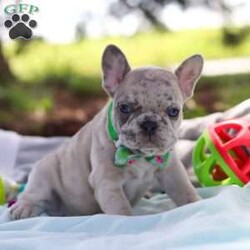 Sammy/French Bulldog									Puppy/Male	/8 Weeks,Meet Sammy! He is the most darling little AKC French Bulldog. This little bundle of vivacious energy will keep you on your toes with his outgoing personality and adorable puppy antics. With hair as soft as silk and a tendency to snuggle, he can also be the best nap buddy. If you are searching for a companion for many adventures, you have found the one. This baby has excellent conformation and will grow to be a sturdy French Bulldog!