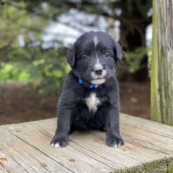 Hudson/Irish Golden Mountain Dog									Puppy/Male	/7 Weeks,Meet Hudson! He is a mellow, sweet boy and likes to go along with the flow. We expect him to grow to around 55-70 lbs as an adult. With improved longevity, hybrid vigor and genetic diversity compared to a purebred dog, our mixed breed B.I.G puppies are BIG on compassion, BIG on loving life, and BIG on their relationship with you. Oak Creeks Irish Golden Mountain Dog is a cross between a purebred Bernese Mountain Dog, and an Irish Golden Retriever. So they are typically 50% Bernese Mountain Dog, 25% Golden Retriever, and 25% Irish Setter. Since our hybrid puppies have the advantage of being a mixed breed with excellent genetic diversity, they have a reduced risk of the genetic diseases that can be found in purebred puppies. With outstanding hybrid vigor and rigorous genetic testing and OFA testing of their parents, they have an improved prospect for a long health life and can be expected to live longer than a purebred puppy of the same breeds. Our puppies are well suited for a family who wants their dog to be involved in their everyday lives and wants a willing, happy, easily trained companion but gets along great with everyone. Oak Creek offers shipping via a pet travel service to any major airport. Shipping costs $550 which covers everything including the crate and health certificate.