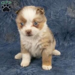 Betsy/Miniature Australian Shepherd									Puppy/Female	/10 Weeks,I’m the sweetest little Red Merle Mini Australian Shepherd puppy you have ever seen…My name is Betsy and I would love to come home with you! I am very happy, playful and very well socialized! I would love to fill your home with all of my puppy love! I have been vet checked, and I am up to date on vaccinations and dewormings and will come with a one year genetic health guarantee. Call or text me to make me the newest addition to your family and get ready to spend a lifetime of tail wagging fun!