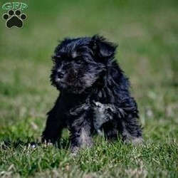 Iris/Miniature Schnauzer									Puppy/Female	/January 25th, 2024,Are you ready to invite the irresistible charm of miniature schnauzers into your life? Our enchanting litter of miniature schnauzer puppies is here, eagerly awaiting the chance to steal your heart! Known for their intelligence, affection, and unwavering loyalty, these pups are sure to bring joy and companionship into your home.