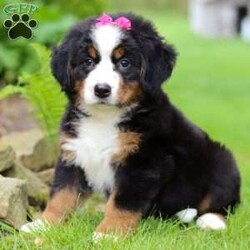 Eden/Bernese Mountain Dog									Puppy/Female	/8 Weeks,Introducing Eden, the epitome of Bernese Mountain Dog charm and beauty. With her striking tri-color coat, bold markings, and soulful eyes, this little girl is a majestic presence that commands attention wherever she goes. Despite her impressive size, she has a gentle and affectionate demeanor that instantly puts everyone at ease. Her warm and loving personality makes her a beloved companion and cherished member of the family. Bernese Mountain Dogs, affectionately known as “Berners,” are beloved by their humans for being powerful workers with an eager-to-please attitude. Their gentle nature makes them perfect family dogs, especially with small children.