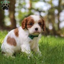 Gidion/Cavalier King Charles Spaniel									Puppy/Male	/5 Weeks,Meet Gidion, a friendly little AKC Cavalier King Charles Spaniel puppy! He has a stunning, silky coat and big innocent eyes that will have you attached to him in no time. He is the perfect size to join you on all your everyday activities, big enough to keep up with a fast paced life, but small enough to be by your side no matter where you go. Cavaliers are known for calm and sweet nature, and they are usually great with kids so make wonderful family pets!