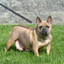 Delilah/French Bulldog									Puppy/Female	/8 Weeks,Check out this adorable French Bulldog puppy name Delilah! She will be vet checked and is up to date on shots & wormer and can be AKC registered. Delilah is also being family raised around kids and the breeder provides a health guarantee. For more information please contact the breeder today!