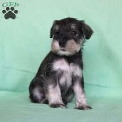 Shadow/Miniature Schnauzer									Puppy/Female	/8 Weeks,Meet this adorable Miniature Schnauzer puppy with a frisky spirit and darling eyes! This little cutie is up to date on shots and dewormer and vet checked! Each puppy comes with a health guarantee and is well socialized with children and family raised. If you are seeking a new companion to spoil and love contact Mary today! 