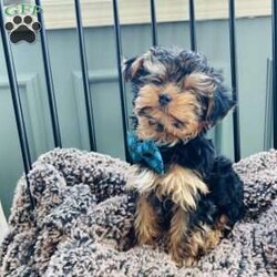 Walter/Yorkie									Puppy/Male	/8 Weeks,Adorable Yorkshire terrier ( yorkie) Male about a pound now will be about 4/5lbs full grown Natural tail FaceTime Available Very outgoing, loves everyone, both do great with kids of all ages, enjoys car rides, likes to play but cuddle too! 8 weeks old Comes vet checked, vaccinated to date, dewormed, free medical with trupanion effective immediately at pick up or delivery, health guarantee, and started on nuvet supplements to support their immature immune systems. Currently eating blue buffalo puppy Located in lake Orion Michigan 10min from Great Lakes crossing mall. Local pick up is welcomed or we have a trusted flight nanny and ground transportation anywhere in the USA We offer financing with terrace pets where they match you with a lender and they pay for the puppy and you make payments to them but get to bring your puppy home as soon as you’re approved. All credit scores considered! Early payoff no penalty. Please ask for my direct link to apply. We accept cash, zelle, venmo, or financing. Deposits aren’t required however, We do NOT hold puppies without a deposit. Deposits are $200. 