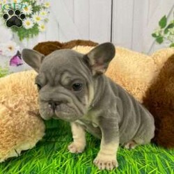 Sophie/French Bulldog									Puppy/Female	/8 Weeks,Say Hello to Sophie a Adorable AKC Registered Rope French Bulldog Puppy!  Our loving family is excited to introduce this adorable litter!  These sweet pups have been vet-checked, vaccinated, and dewormed, ensuring they’re in the best of health. Raised in a nurturing environment, they’re well-socialized. 