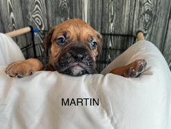 Martin/Boxer/Male/Young