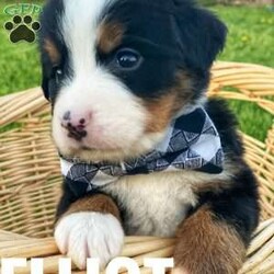 Elliot/Bernese Mountain Dog									Puppy/Male	/6 Weeks,Say hello to this sweet bundle of fun! This adorable puppy comes from health tested parents who are also hip and elbow checked and their Momma comes from Champion Bloodline! They come to you with a one year genetic health guarantee, vet checked, a welcome bag including a small baggie of their current kibble, some treats and a toy with the scent of their litter mates. In addition they have begun basic potty training and are getting used to a litter box as well as the beginning stages of crate training. They are loved on daily by people of all ages. Contact us today to reserve your new best friend! 