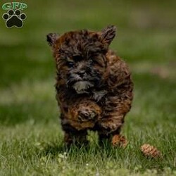 Lily/Shih-Poo									Puppy/Female	/February 4th, 2024,Hey there! I’m Lily, a little Shih-poo puppy, and I’m here to wiggle and wag my way right into your heart!