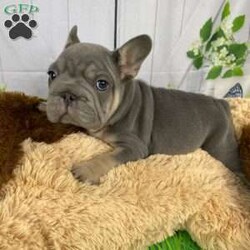 Sophie/French Bulldog									Puppy/Female	/8 Weeks,Say Hello to Sophie a Adorable AKC Registered Rope French Bulldog Puppy!  Our loving family is excited to introduce this adorable litter!  These sweet pups have been vet-checked, vaccinated, and dewormed, ensuring they’re in the best of health. Raised in a nurturing environment, they’re well-socialized. 