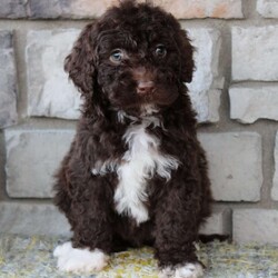 Jayla/Portuguese Water Dog									Puppy/Female	/March 27th, 2024,I’m a cute Portuguese Water Dog puppy. I’m excited to be going to my loving new forever home ! I have been vet checked. I love running and playing with people especially Children! I’m up to date on Vaccinations and have been dewormed. I also have 4 white paws.