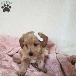 Missy/Toy Poodle Mix									Puppy/Female	/April 17th, 2024,Meet sweet little Missy!!  She is a morning pup…waking up and is ready for playtime when you are.  Loves being on the outside looking what she can find.  Super sweet, playful and cuddly.