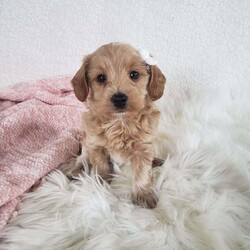 Missy/Toy Poodle Mix									Puppy/Female	/April 17th, 2024,Meet sweet little Missy!!  She is a morning pup…waking up and is ready for playtime when you are.  Loves being on the outside looking what she can find.  Super sweet, playful and cuddly.