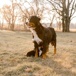 Ryder/Bernese Mountain Dog									Puppy/Male	/April 14th, 2024,This cuddly Bernese Mountain Dog puppy can be registered with AKC and could be the perfect fit for your family! Ryder is socialized and family raised with children. He’s friendly and ready to meet you! Vet checked and up to date on shots and de-wormer, this playful pup will come home with a 30 day health guarantee and an extended genetic health guarantee, both provided by the breeder. To learn more and schedule a visit to meet Ryder, please call Anthony today!