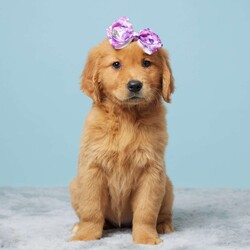 Jazzy/Golden Retriever									Puppy/Female	/9 Weeks,Meet Jazzy, an adorable Golden Retriever puppy who is eagerly waiting to bring joy and love to her new family! Jazzy is AKC registered, vet-checked, and up to date on all her vaccines and dewormers, ensuring she is healthy and ready for her new home.