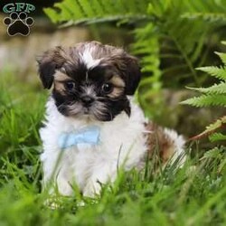 Dreamer/Shih Tzu									Puppy/Male	/8 Weeks,Introducing Dreamer, the sweetest Shih Tzu boy with the most DARLING face! Who can say no to those eyes? 