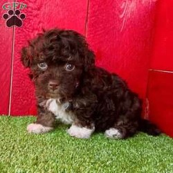 Taffy/Havanese									Puppy/Female	/7 Weeks,   Taffy is an adorable chocolate Akc registered havanese puppy! Had perfect 4 white feet and chest patch! Family raised and well socialized! Up to date with all shots, dewormings, and has been microchipped! Comes with a health guarantee! Delivery available! Contact us today to get your new family member!