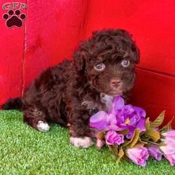 Taffy/Havanese									Puppy/Female	/7 Weeks,   Taffy is an adorable chocolate Akc registered havanese puppy! Had perfect 4 white feet and chest patch! Family raised and well socialized! Up to date with all shots, dewormings, and has been microchipped! Comes with a health guarantee! Delivery available! Contact us today to get your new family member!