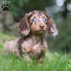 Zoar/Dachshund									Puppy/Male	/12 Weeks,Zoar is the definition of “pawsitively” delightful! He’s an ACA Registered Dachshund, always ready to brighten your day with his playful antics. This little guy is incredibly affectionate and loves snuggles, making him the perfect cuddle buddy. His friendly nature and boundless energy will keep you entertained, and his loyalty will warm your heart.