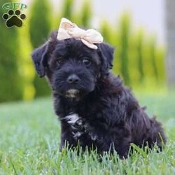 Cassidy/Mini Schnoodle Puppy/Female /7 Weeks Cassidy/Mini Schnoodle Puppy/Female /7 Weeks,Meet Cassidy, an irresistible Schnoodle puppy bursting with joy and affection! With her soft coat and sparkling eyes, she is a delightful blend of the Poodle’s intelligence and the Schnauzer’s playful spirit. She loves snuggling up for quiet moments just as much as she enjoys spirited playtime and outdoor adventures. Raised in a nurturing environment, she’s well-socialized and ready to bring joy and companionship to her forever home!