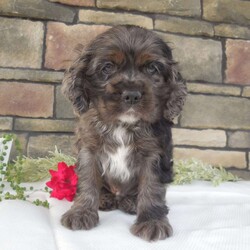 Grant/Cocker Spaniel									Puppy/Male	/7 Weeks,Hi, im a Cocker Spaniel puppy. I am looking forward to meeting you! I am up to date with my immunizations, my wormer medication, socialized. I am also vet-checked to make sure I am healthy. I come with a 30 day health guarantee. For more information call or text Linda 