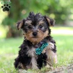 Norway/Yorkie Poo									Puppy/Male	/8 Weeks,Norway’s cute little face is what dreams are made of! He is an adorable Yorkipoo puppy with expressive eyes that are just begging you to hold him and for you to love on him. He is a super smart little boy with boundless happy energy, always ready for the next adventure! Though small, he is mighty at heart with his “big dog” personality. He would love going everywhere with you…running errands, beach vacations, or just exploring the backyard. He has been loved and doted on thus far in his life, giving him a great start and helping him be more comfortable in the world around him. He is Microchipped, we keep him current on vaccines and dewormer and he had his first puppy vet exam done. The Mama is a super sweet mini poodle named Sally weighing in at a darling 12 lbs. Dad is a handsome Yorkie named Joey weighing in at 10 lbs. If you want to schedule a visit with this little one or have any questions you can text or call me anytime. -Lori Barkman
