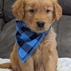 Murphy/Golden Retriever									Puppy/Male	/7 Weeks,Hello there! Meet our precious little boy, Sweet Murphy. I mean have you ever seen so much cuteness in one picture!:) he is a mini beautiful AKC registered golden retriever, His mom and dad are both Golden retrievers. He is very precious and is very cuddly and loves giving kisses!;) he is very well socialized with kids and would make the perfect companion to anyone giving him a loving home! he is a very happy and healthy little boy! He will be available to his new home on July 1st.