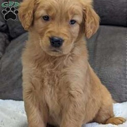 Murphy/Golden Retriever									Puppy/Male	/7 Weeks,Hello there! Meet our precious little boy, Sweet Murphy. I mean have you ever seen so much cuteness in one picture!:) he is a mini beautiful AKC registered golden retriever, His mom and dad are both Golden retrievers. He is very precious and is very cuddly and loves giving kisses!;) he is very well socialized with kids and would make the perfect companion to anyone giving him a loving home! he is a very happy and healthy little boy! He will be available to his new home on July 1st.